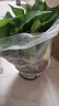 双盟绿萝盆栽除甲醛花卉绿植办公室新房净化空气180加仑2盆装源头直发 实拍图