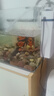 高清热弯浮法透明玻璃鱼缸客厅家用造景装饰生态中小型生态金鱼缸 热弯鱼缸-送礼品 长60*宽30*高35cm 实拍图