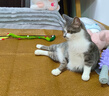 皇家成猫猫粮 营养均衡 F32 通用粮 1-7岁 4.5KG 实拍图