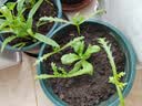 漫德莱陶粒6升10-14mm 花盆铺底水培无土栽培基质绿植花卉铺面石 实拍图
