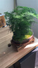 瀚林怡景（HANLINYIJING）文竹盆栽山水盆景植物室内客厅桌面办公室绿植花卉云竹四季常青 文竹-大盆-树脂假山-木座 实拍图