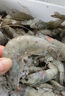 虾有虾途国产青岛大虾白虾青虾基围虾鲜虾冷冻生鲜虾类鲜活特大海捕整箱装 14-16厘米 3斤(净重) 实拍图