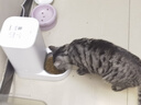 小佩智能自动喂食器SOLO白色 猫碗猫狗喂食器定时定量猫咪自动投食器 实拍图