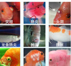 备能 英国大白片内寄鱼药龙鱼用锦鲤鹦鹉凸眼头洞烂尾白点水霉病40片 实拍图