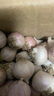 志褚独头蒜大蒜头 2024云南大理紫皮独蒜 精品新鲜现挖湿蒜 2斤装【中果2.5-3.0cm】 实拍图