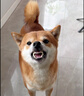 宠莱克犬瘟CDV+犬冠状CCV+犬细小CPV犬三大病毒试纸检测卡 实拍图