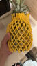 京鲜生 徐闻香水菠萝 净重750g 1粒装 生鲜水果源头直发 实拍图