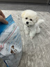 POPOCOLA狗狗厕所小型犬幼犬防踩屎尿盆便盆小狗神器狗砂盆不锈钢狗厕所 手提式51*38【间距18mm|5-10斤】 不加引导立柱 实拍图