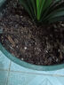 贝意品营养土养花通用型种花种菜多肉植物花卉盆栽兰花专用有机营养土泥 实拍图