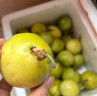 张小壮百香果 黄金果 广西钦蜜9号黄金百香果9号新鲜生鲜白香果水果 精选2.8-3斤约35-38个 实拍图