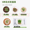 疯狂的主人猫草+10袋小麦种子盆栽无土水培薄荷去化毛球助排毛猫咪零食成幼 实拍图