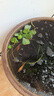 疯狂水草浮萍水草鱼缸造景水生植物古法鱼缸水草真水草净化1 源头直发包邮 实拍图