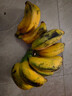 钦州小米蕉 皮薄肉厚香蕉 软糯香甜水果 青皮发货 1斤 实拍图