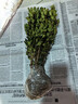 迩英阁黄杨盆景耐寒办公室内盆栽四季常青好养客厅花卉庭院树苗桌 黄杨盆栽35厘米高 不含盆  根部带土球发货  包成活 实拍图