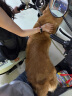憨憨乐园 伊丽莎白圈 耻辱圈狗狗项圈头套猫项圈宠物狗脖套大型犬猫头套防咬圈狗用品1号60斤以下宠物 实拍图