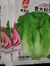 意大利耐抽苔生菜种子耐热耐寒全年种春夏秋季四季阳台蔬菜种籽孑 意大利生菜种子 5包约5000粒 实拍图