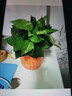 【绿萝盆栽】吸甲醛净化空气水培绿植物懒人花卉好养搬家礼物全 【1盆】绿萝+橙色南瓜盆自吸水 整体含盆高度20-25cm 实拍图