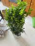法国香水茉莉花苗冬季带花苞长青绿植花卉盆栽 黄茉莉爬藤植物耐寒花卉 法国香水中苗不含盆 含盆 实拍图