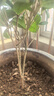 开时果 四季桂花盆栽树苗浓香型 新中式盆景办公室内绿植物源头直发包邮 精品四季桂+原土发货（不含盆） 【整高约40-50cm左右】 实拍图