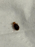 亿之康.追风灭臭虫药床上吸血虫专用药杀虫剂床虱喷雾呋虫胺家用宠物跳蚤克星 强力100毫升杀虫杀卵彻底灭臭虫 实拍图