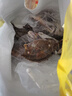 梭子蟹鲜活特大野生舟山大螃蟹海鲜新鲜冷冻海蟹水产飞蟹白蟹顺丰 5-7两/只 【净重4斤大号梭子蟹】 实拍图