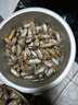 蛏子鲜活6斤野生大竹节海蛏子肉肥海鲜水产双头蛏子贝壳类海蛏子 2500g 买五斤囎一斤【实发6斤】 实拍图
