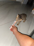 甜浪海猫碗双碗自动喂食器不锈钢狗盆幼猫吃饭喝水防打翻饮水机宠物食盆 实拍图