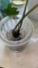 九千谷花盆高颜值透明懒人塑料花盆水培水养植物自吸水盆口径11cm6032 实拍图
