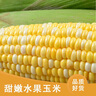 滇味十足（DIANWEISHIZU）水果玉米甜玉米云南金银双色新鲜甜嫩水果玉米棒鲜玉米茄果瓜 金银双色 【精选5斤】（净重 约5-9根） 实拍图
