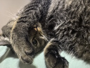 小佩智能自动猫砂盆全自动猫厕所MAX2 电动铲屎机 开放式一键换砂隔臭 实拍图