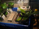 行湘水培绿植盆栽盆景桌面观叶植物春羽2株30-35cm不含瓶 源头直发 实拍图