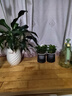 【大盆栀子花带花苞发货】栀子花盆栽室内绿植四季开花水培除甲醛 【热卖2盆】栀子花高15-20cm+灰色轻奢盆 实拍图