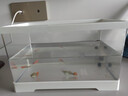 Barbarous Growth鱼缸小型免换水家用缸客厅水族箱金鱼缸制氧过滤生态桌面塑料透明 中号【底排缸】 白色 实拍图