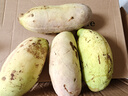采缇（CAITI）新鲜九月黄八月瓜八月炸水果新鲜5斤当季野香蕉甜香瓜预知子孕妇 精选2斤装 大果精选装 单果120g左右 实拍图