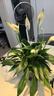 【热销款】白掌一帆风顺盆栽水培植物室内花绿植红掌发财树吸甲醛 特级白掌带花+繁星自吸盆 实拍图