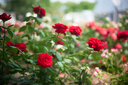 适马（SIGMA）Art 50mm F1.4 DG DN 全画幅微单 大光圈定焦镜头 人像肖像（L卡口） 实拍图