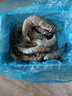 厄瓜多尔南美白虾 黑虎虾 北极甜虾  盐田虾 2125黑虎虾 1kg(净重) 晒单实拍图