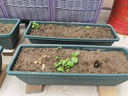 原起点长方形霍伦种菜盆60cm特大种花盆阳台种菜神器长条蔬菜草莓种植盆 橄榄绿5个装【送自吸水网】 实拍图