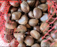 栗小胖新货迁西板栗生新鲜栗子生鲜迁西生栗子大油栗小毛唐山板粟 313品种净重5斤   大果（个头均匀果肉黄） 实拍图