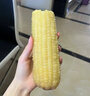 抱抱你 【大棒300g】头茬黄白玉米粘黏甜糯黑玉米棒营养代餐苞米玉米 白糯玉米12根*300g【甜糯杂粮】 实拍图