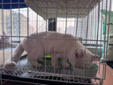 憨憨宠猫笼折叠猫笼子大号猫别墅加粗加密双层猫舍猫窝宠物猫咪用品家用 白色 850双层 实拍图