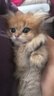 疯狂的主人圆形猫抓板窝耐磨不掉屑猫窝一体猫咪抓盆大号抓不烂猫爪板耐抓 实拍图