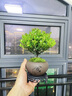 开时果 小叶赤楠盆景摆件 办公室桌面绿植花卉好养盆栽植物源头直发包邮 【热销款】舍得紫砂盆+黑石+底座 实拍图