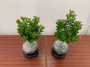 八芽 小叶赤楠盆景摆件室内绿植花卉盆栽老桩客厅办公室桌面好养植物 （舍得紫砂盆赤楠+铺面+底座） 实拍图