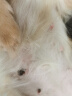普安特宠物狗狗猫咪口服止痒药皮肤瘙痒过敏皮炎湿疹荨麻脱毛红肿纽美诺 实拍图