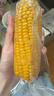 佳农 内蒙黄糯玉米棒8袋*220g 软糯香甜 真空锁鲜 源头直发 礼盒包邮 实拍图