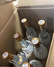 汾酒 黄盖玻汾 清香型白酒 53度 475mL*6瓶 整箱装非原箱 实拍图