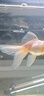 森森（SUNSUN）鱼缸盐海盐水族观赏鱼热带鱼用鱼缸消毒盐矿物盐 SC-24晶纯盐(500g) 实拍图