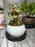 开时果 金枝玉叶盆栽多肉植物盆景 办公室内桌面花卉小绿植源头直发包邮 【丛生款】哥窑浅蓝盆+苔藓+底托 实拍图
