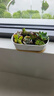 【组合多肉带盆】年宵花⭐植物组合绿植花卉肉肉植物套餐拼盘送礼 长陶瓷盆+托+10颗多肉+土 实拍图